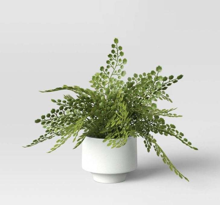 Maidenhair Potted Plant