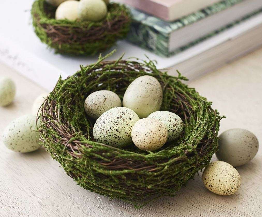 Moss Bird's Nests