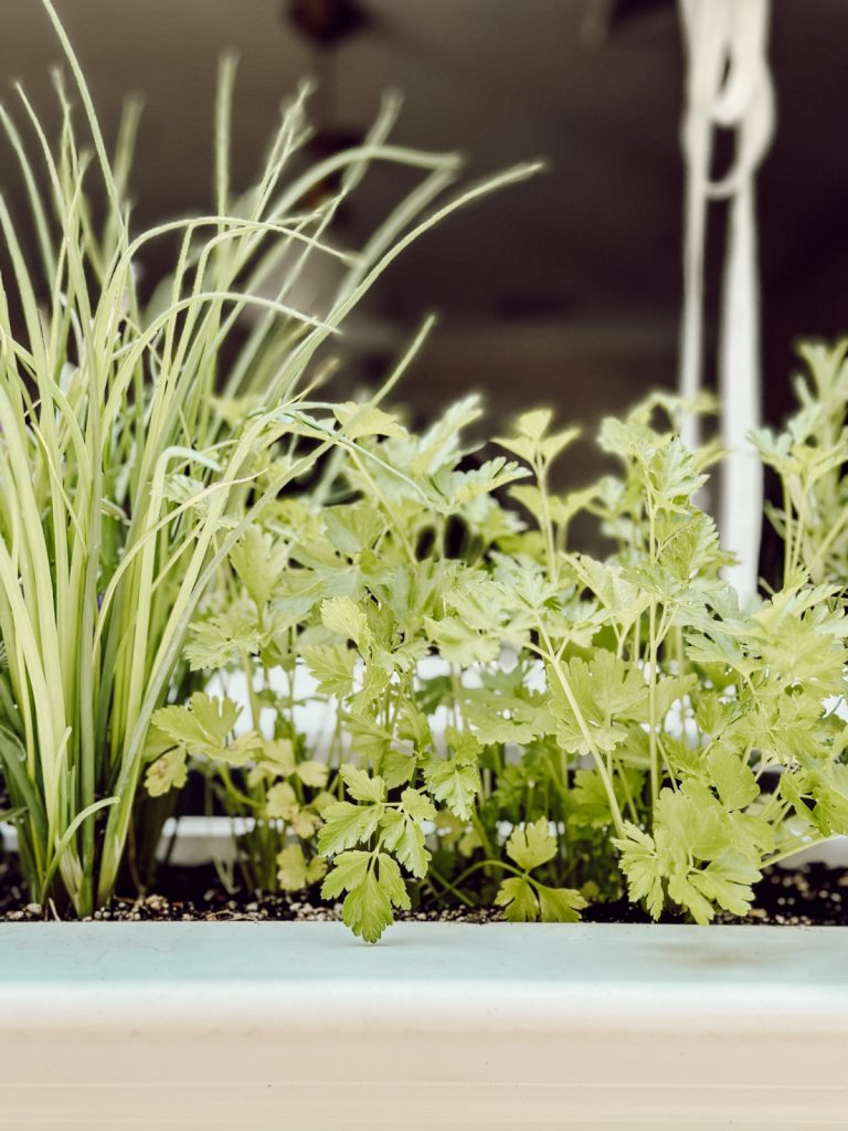 Chives and parsley in kitchen window box herb garden.