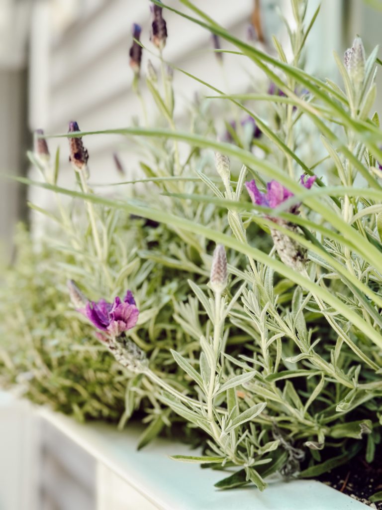 Thyme, lavender, and chives in a kitchen window planter.