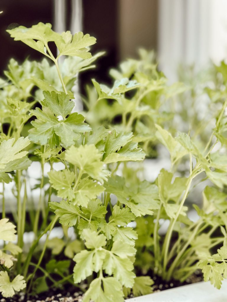 Fresh Parsley in a kitchen window box herb garden.