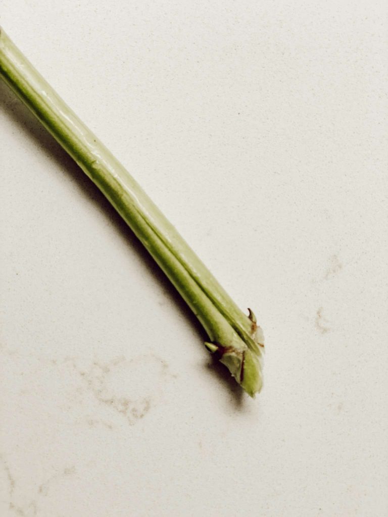 Cut the hydrangea stem at a 45 degree angle and up the stem about 1".