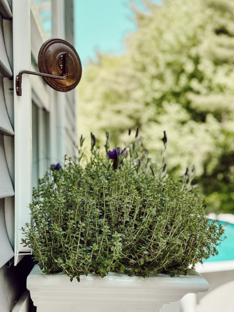 Growing herbs at home during the summer months.