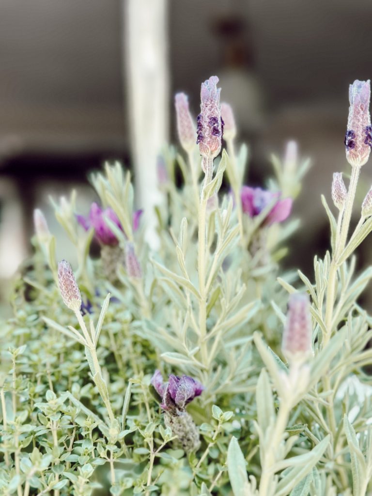 Lavender and thyme in a window planter outside the kitchen window.