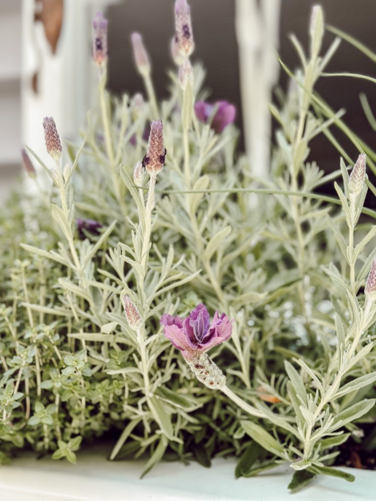 Lavender in kitchen window box herb garden.