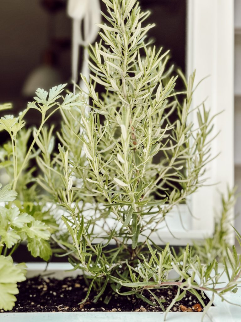 Rosemary is an earthy herb delicious with roasted meats.