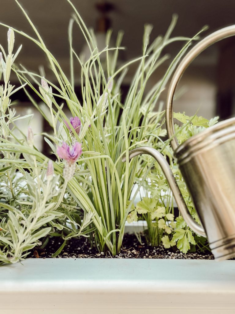 Water fresh herbs properly to keep them healthy & thriving.