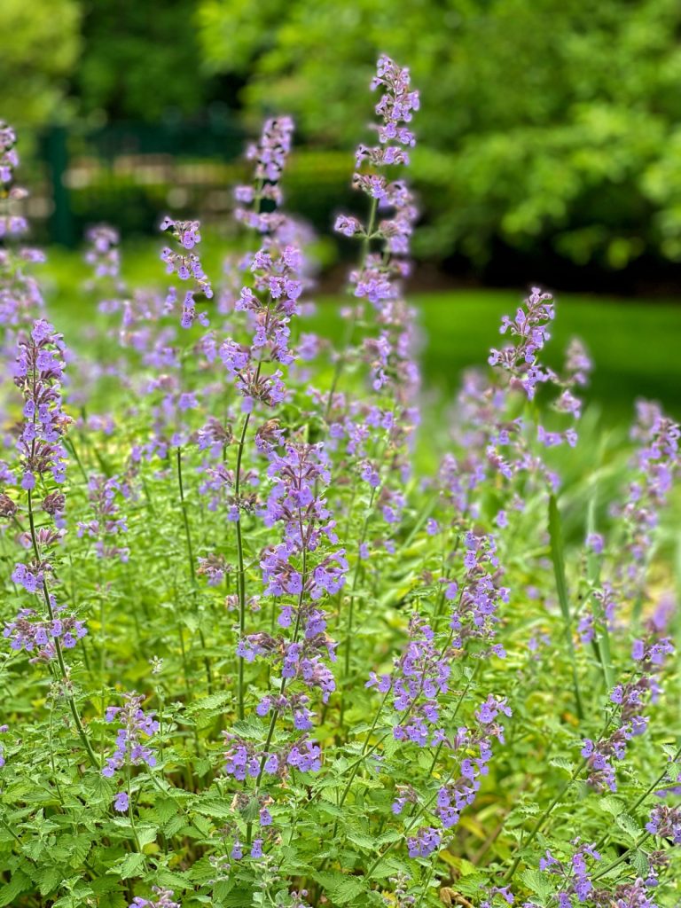 How to plant a mosquito repellent garden with the right plants.