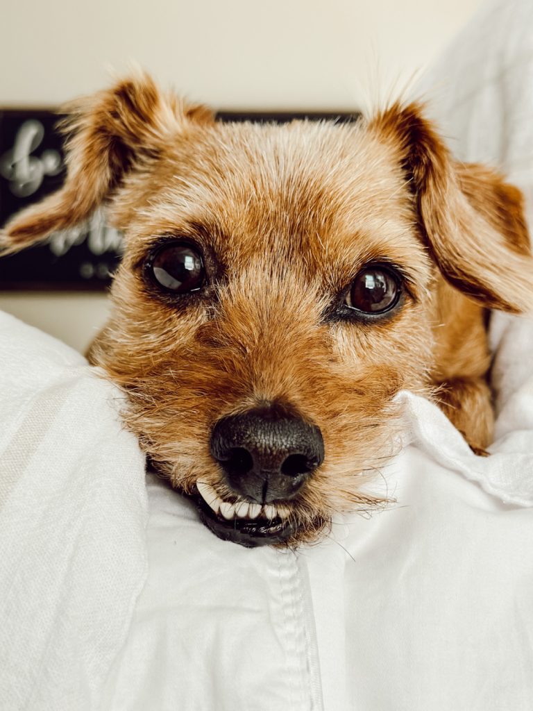 Eleanor on a cozy bed in primary cottage farmhouse bedroom.
