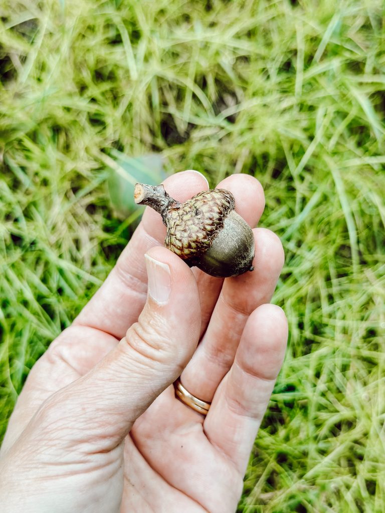 Foraging for fresh acorns for seasonal home decor.