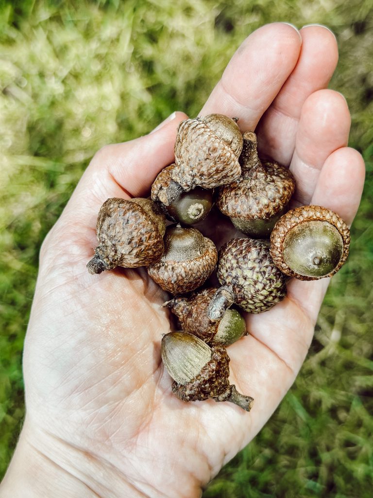 A handful of foraged acorns for natural fall decor.