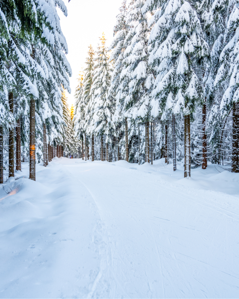 Snowy winter scene with pine trees covered in fresh white snow.