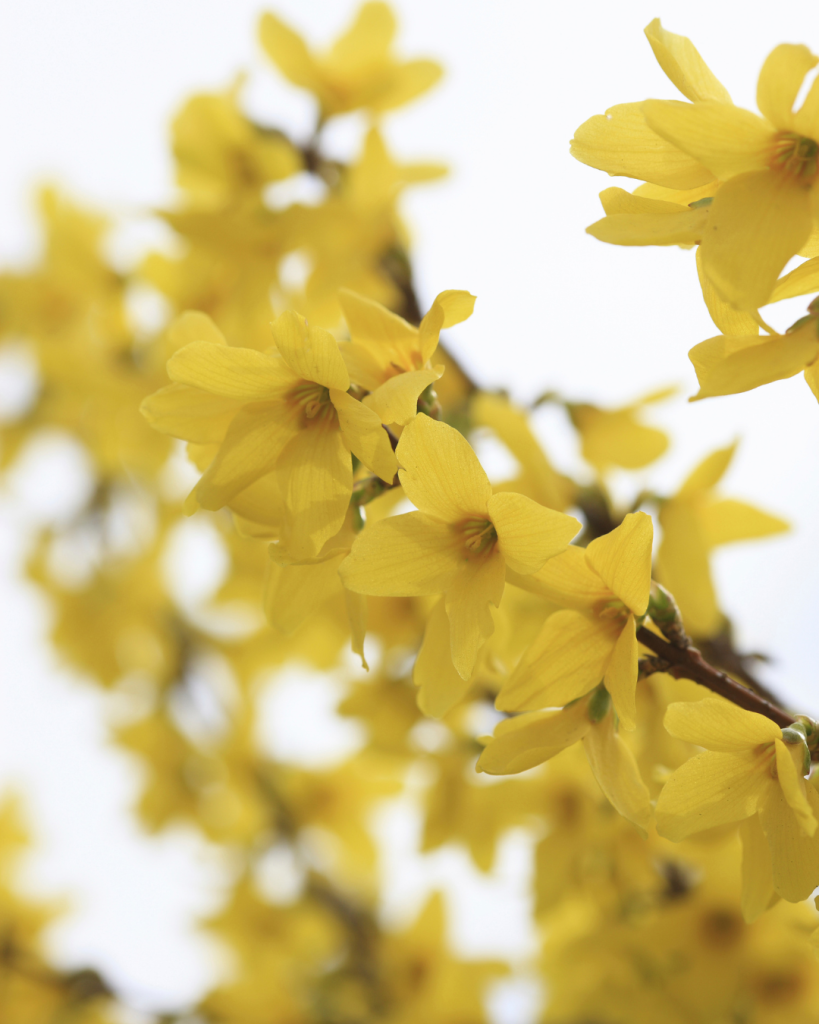 Yellow flowers on a forsythia blooming during the spring season.