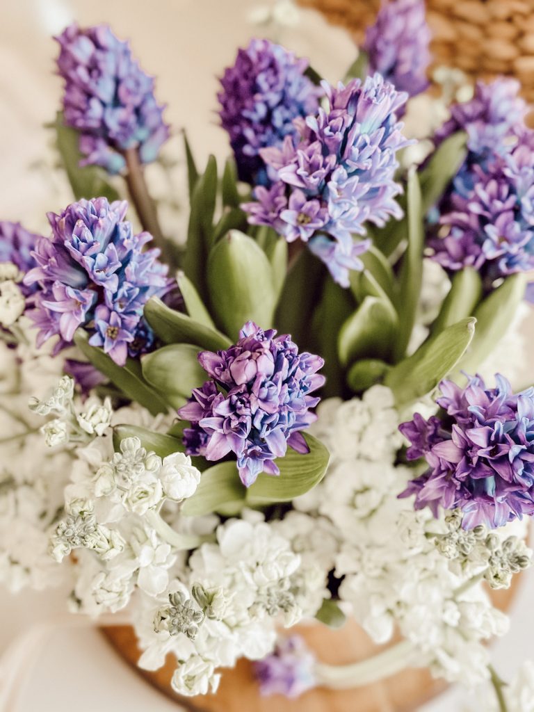 Hyacinth is an early spring blooming flower with purple blossoms.