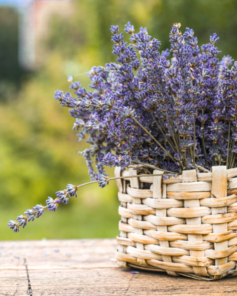 Lavender full of tiny purple blooms in a country basket for rustic Easter decorations.