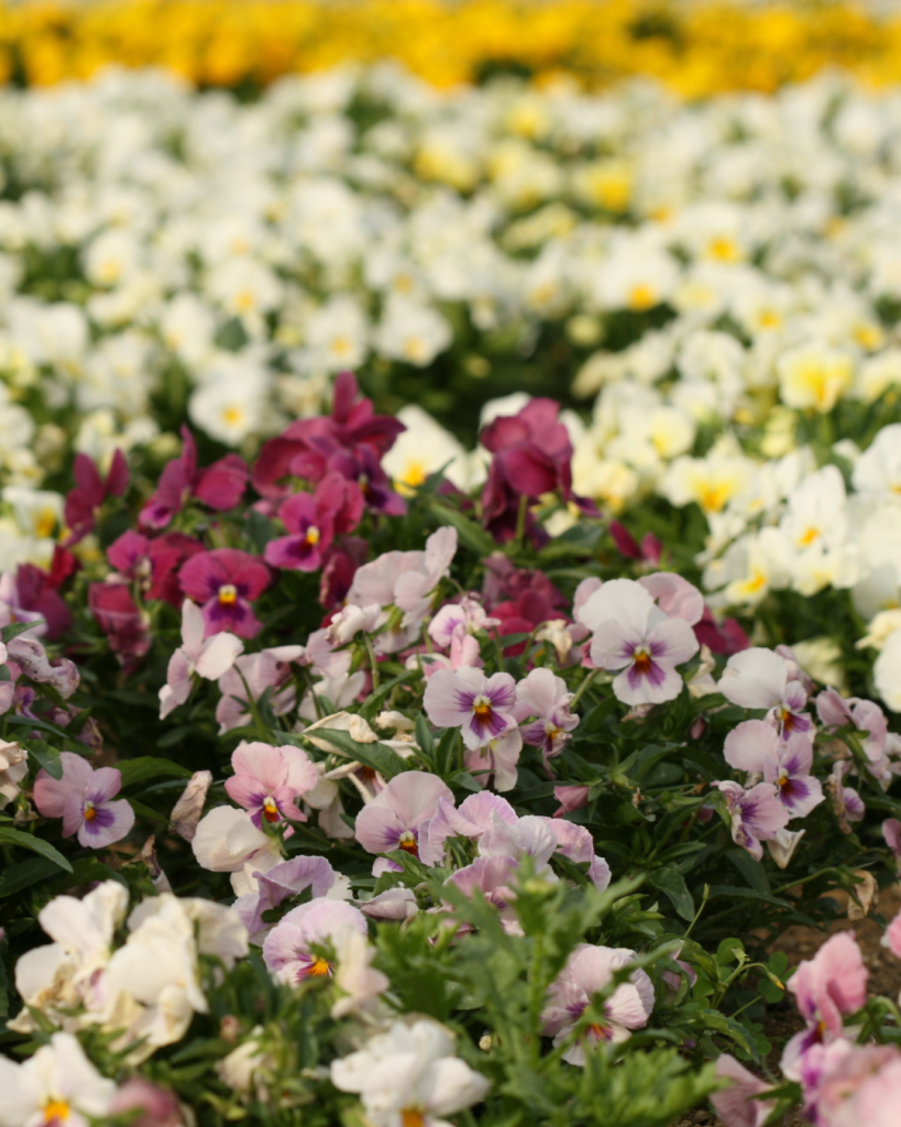Pansies in a variety of colors are a traditional choice in Easter decor.