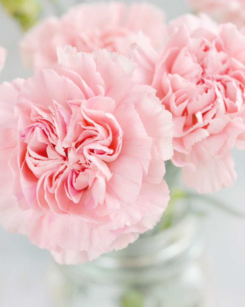 Pink carnation flowers in a mason jar for spring decorations. 
