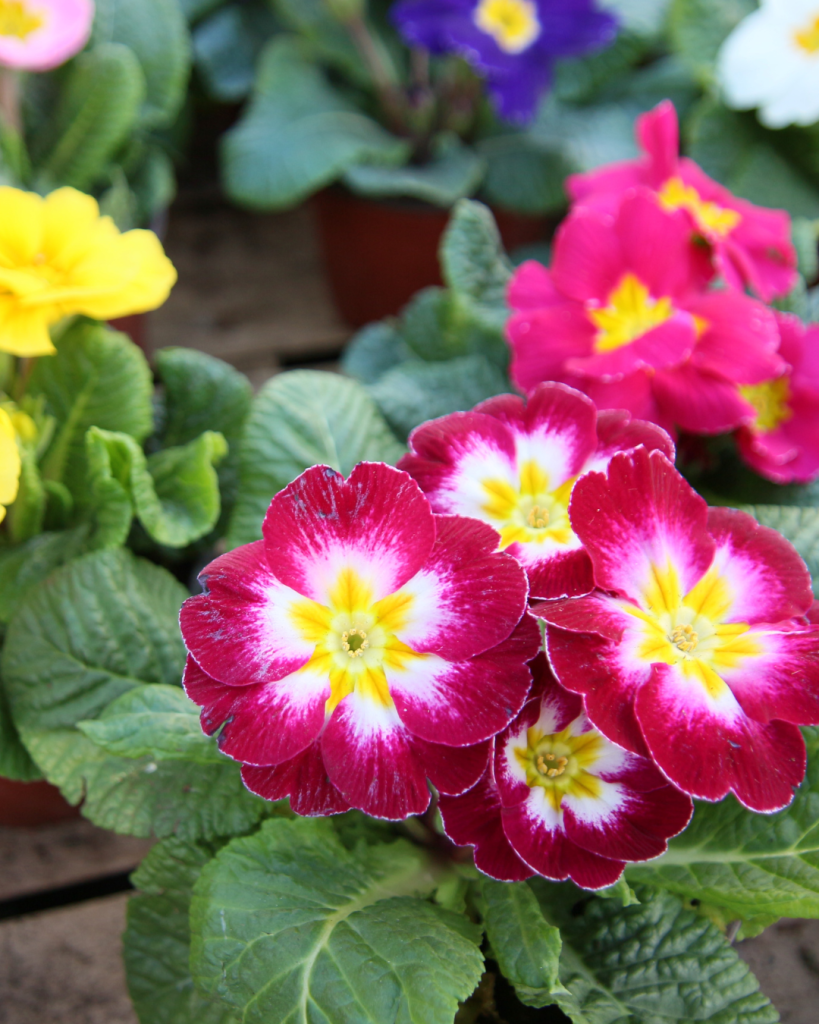 Pink primrose is an early spring bloomer and a symbol of spring.