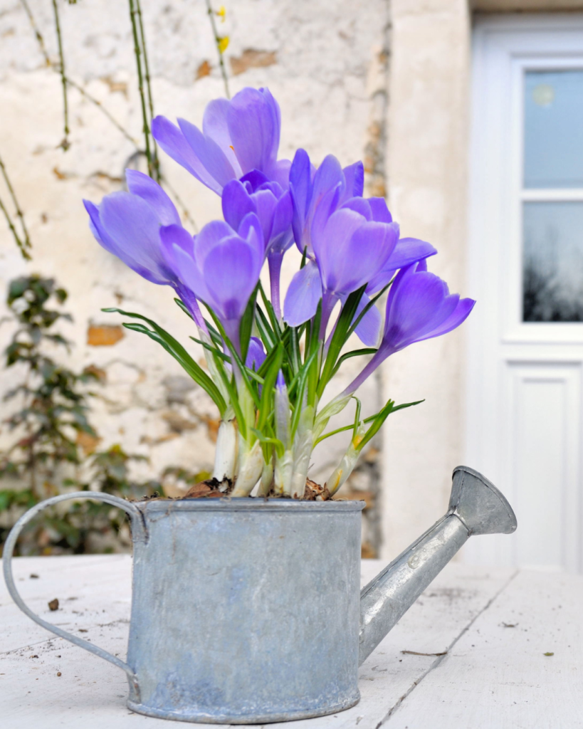 Purple crocus in watering can for Easter decorations in spring. 