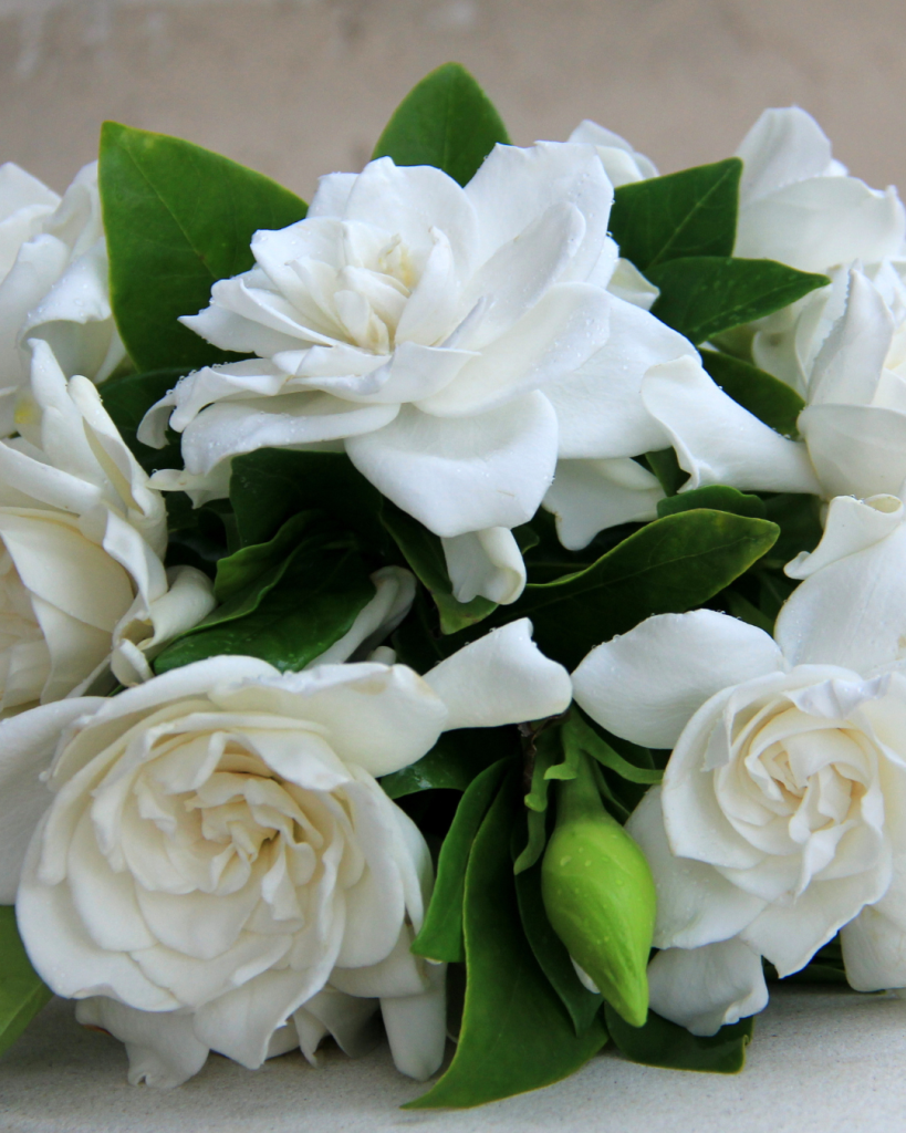 White gardenia in Easter bouquet at the beginning of spring.