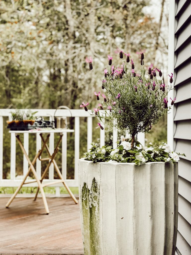 Lavender plant with purple flowers needs full sun exposure and well-drained soil.
