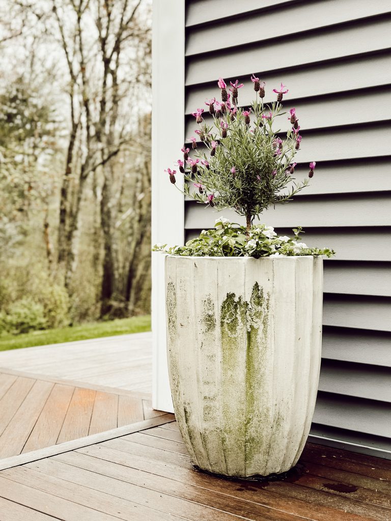French lavender blooms purple flowers in late summer in a moss covered pot.