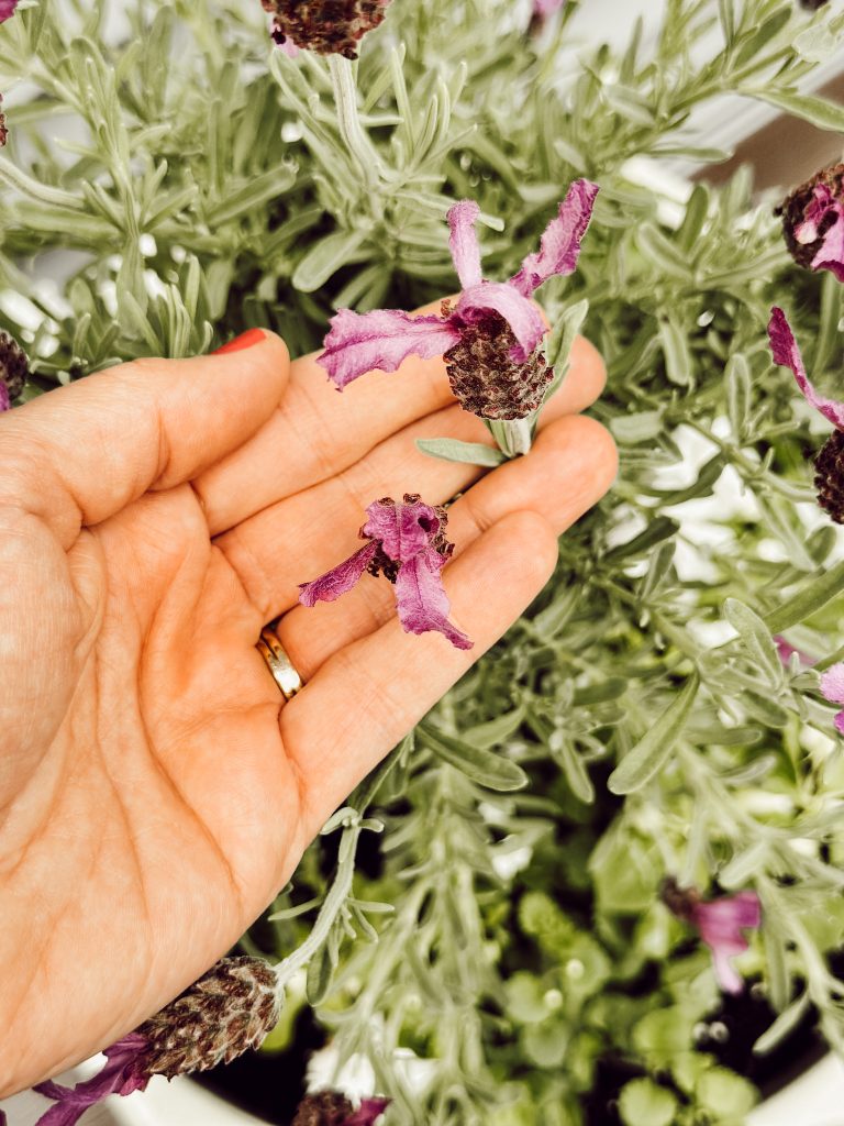 Upright flower spikes with gray-green leaves on lavandula angustifolia.