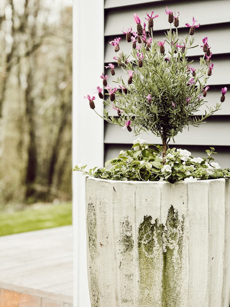 Spanish lavender is a popular variety for a rock garden, garden bed, or containers.