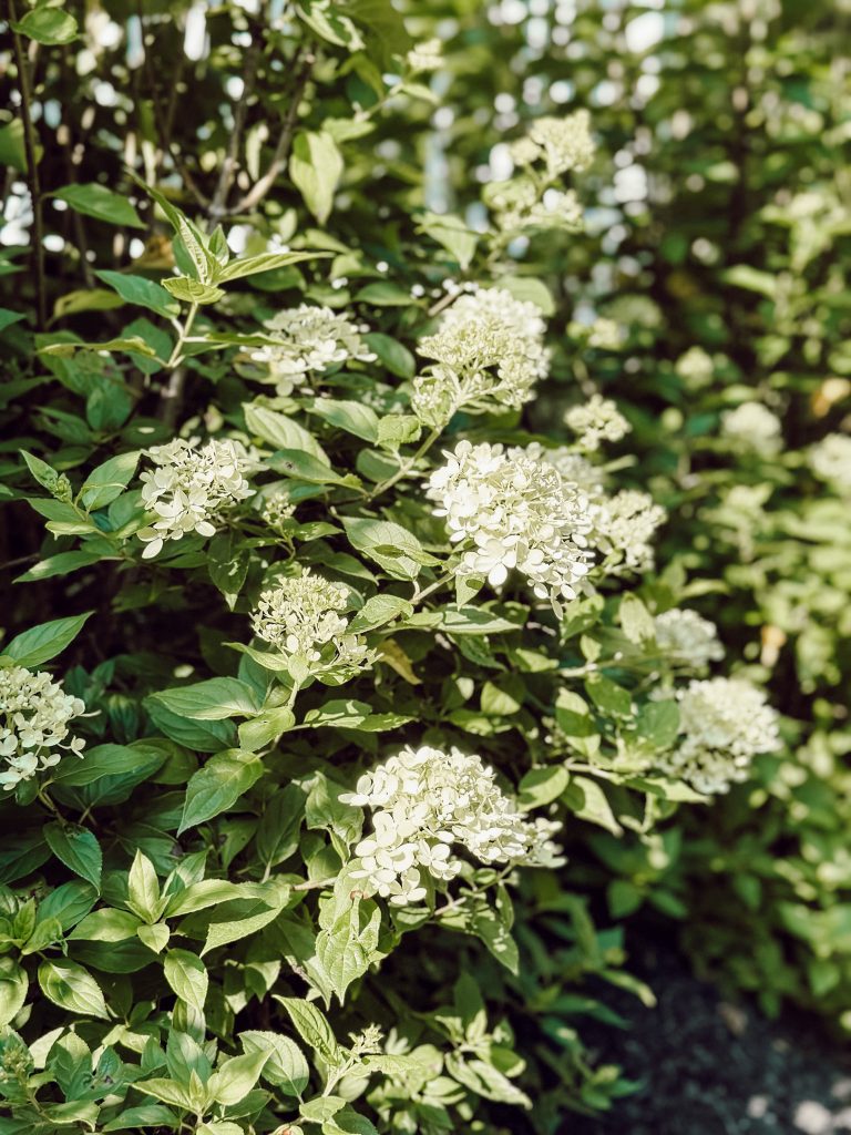 Dwarf limelight hydrangea with green blooms in planting bed.