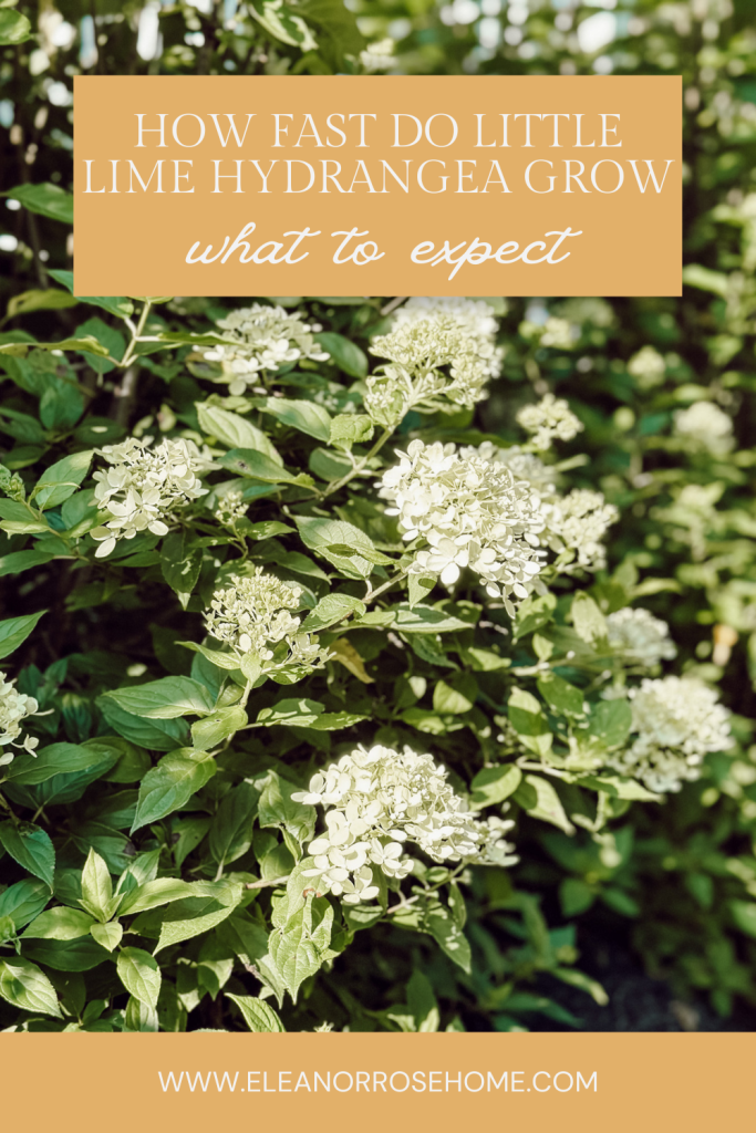 Pinterest graphic how fast little lime hydrangea grow and what you can expect.