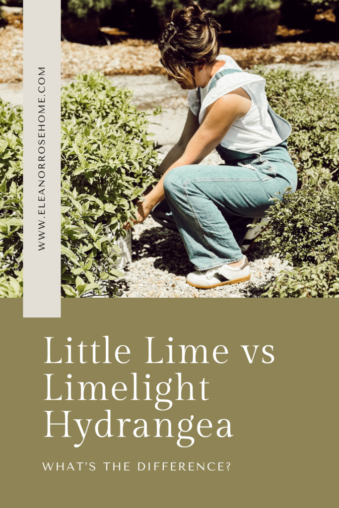 Pinterest graphic on dwarf lime variety vs limelight hydrangea. Discover which one is right for your yard.