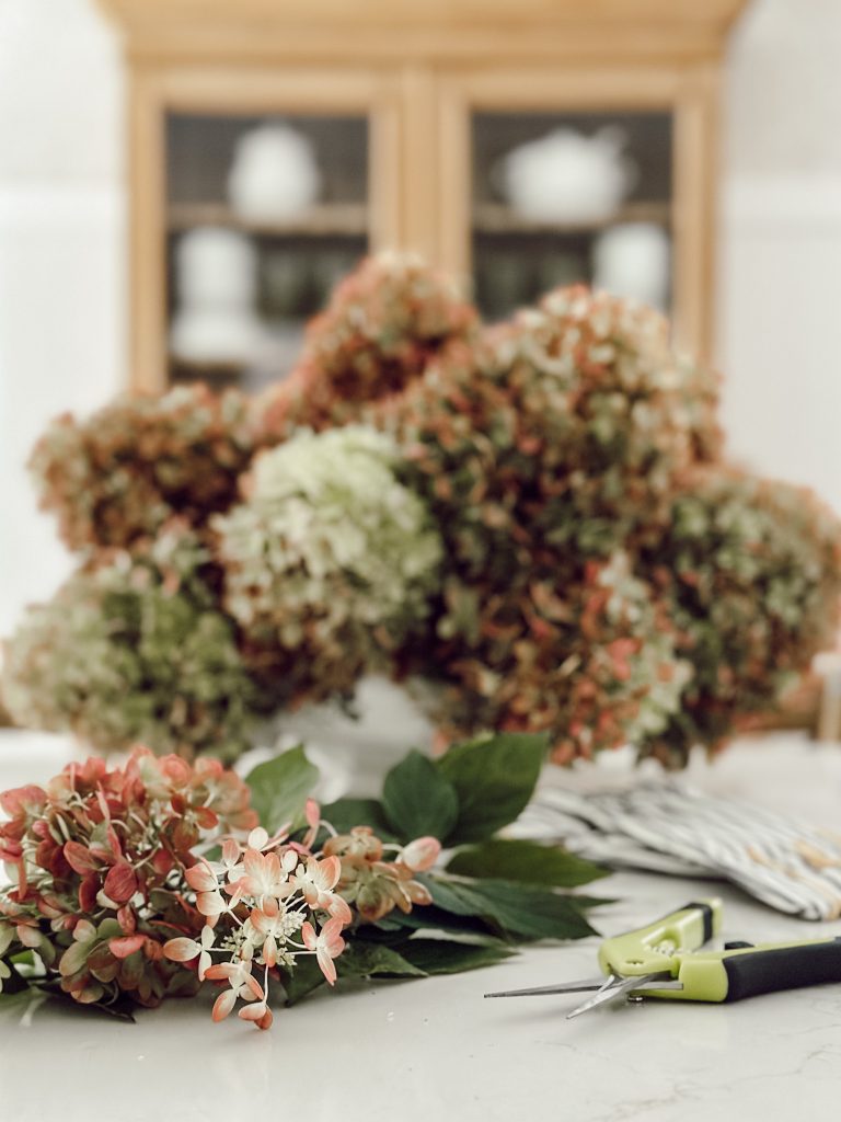The easy way to dry hydrangea flowers with a vase of hydrangeas on the kitchen counter and a pair of pruning shears.
