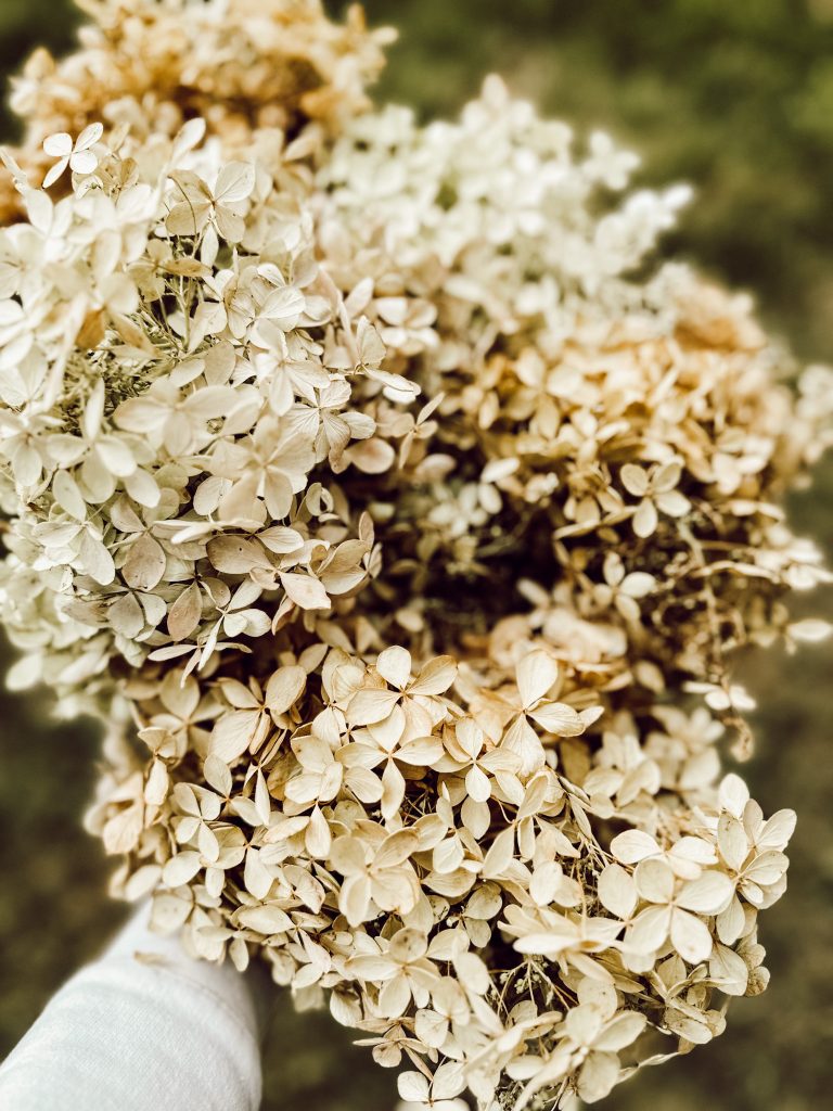 Handful of dried hydrangeas cut from our limelight hydrangea bush.