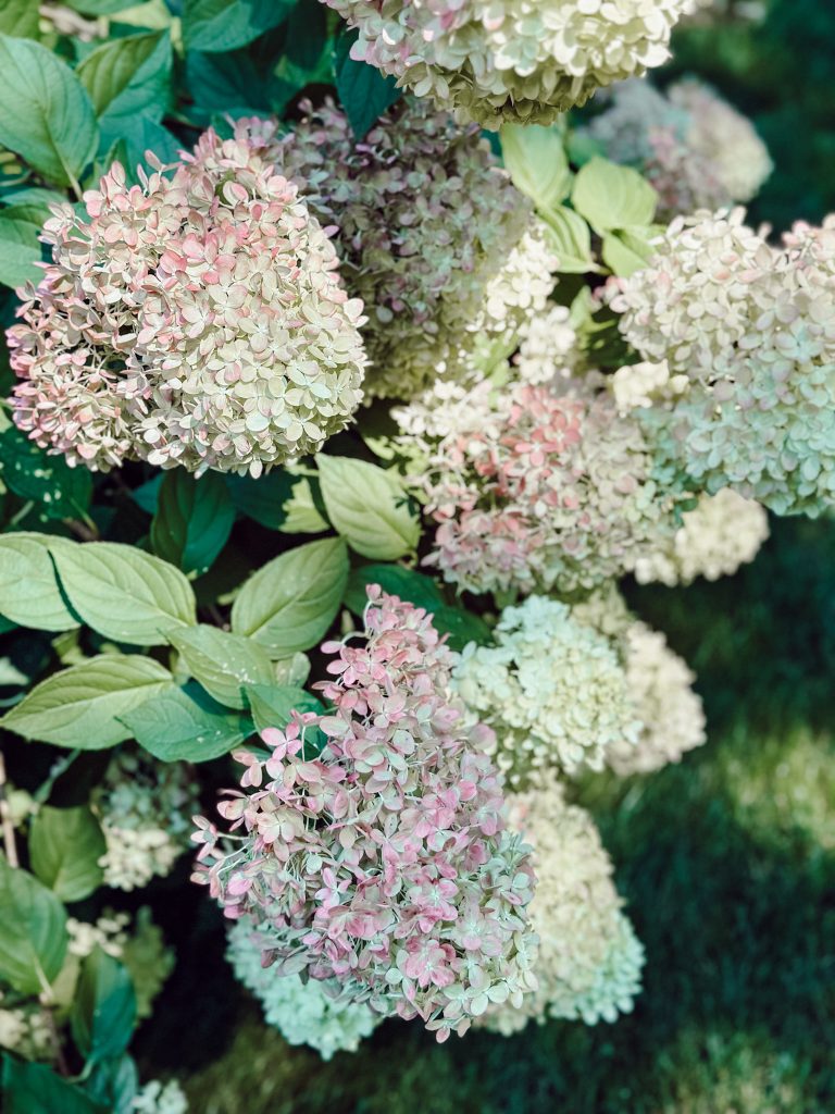 Hydrangea bush with loads of flowers in shades of white and pink.