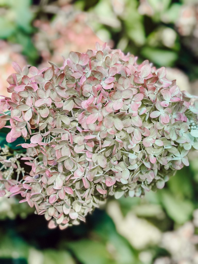 Limelight hydrangea with green flowers turning to pink at the end of summer or early fall.