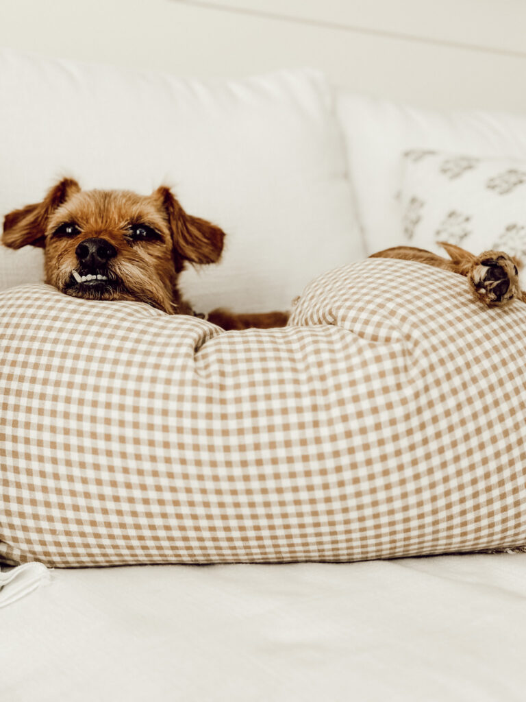 Eleanor laying on a gingham throw pillow in a neutral living room. 