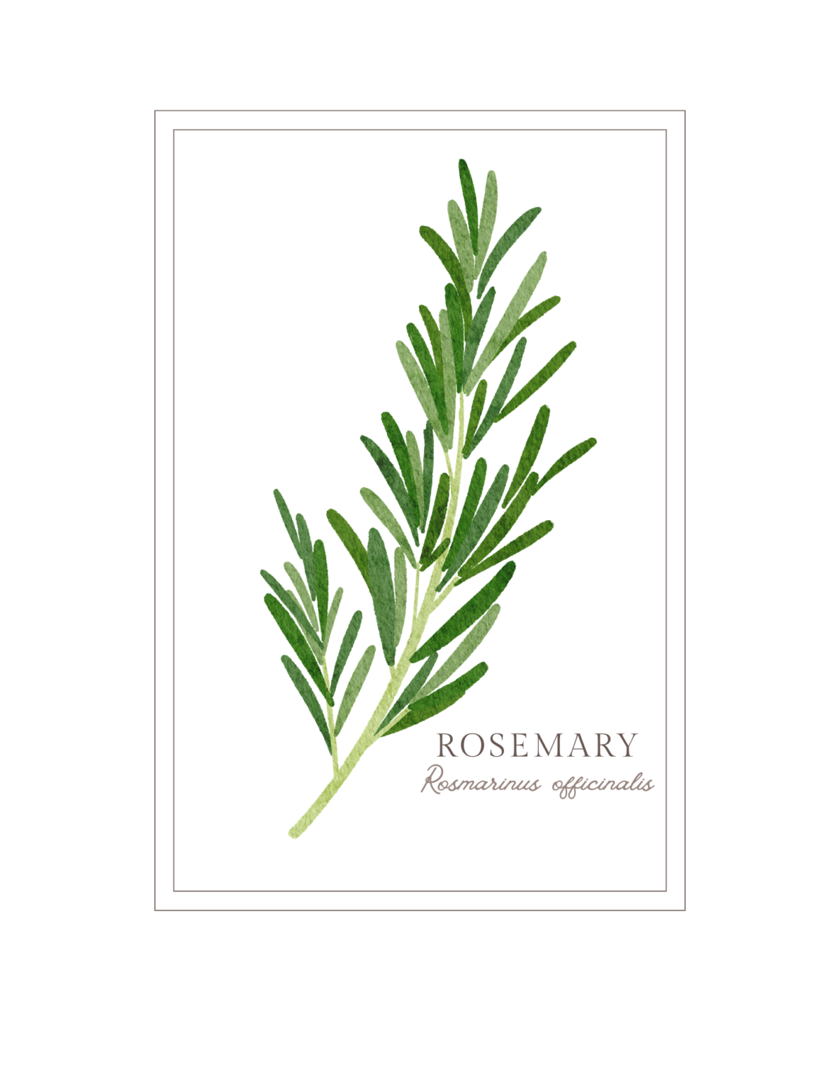 Download and print the rosemary sprig kitchen artwork.