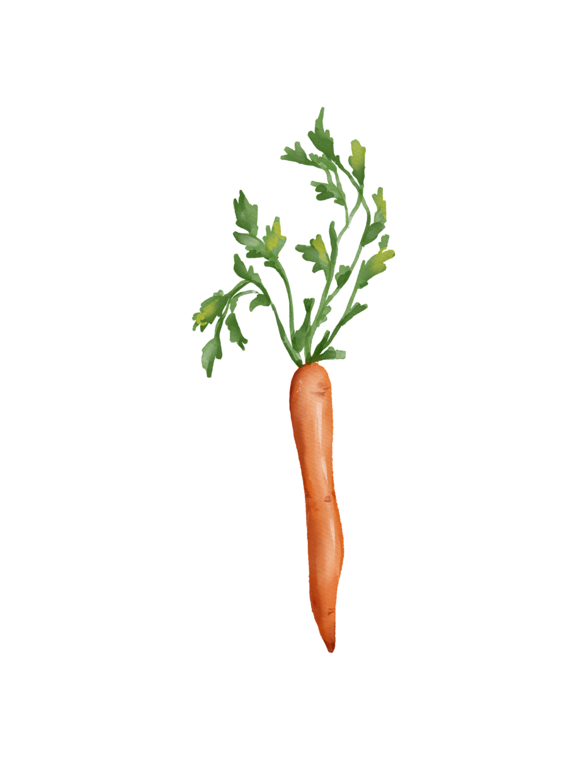 Carrot from the garden in our vegetable printable collection.