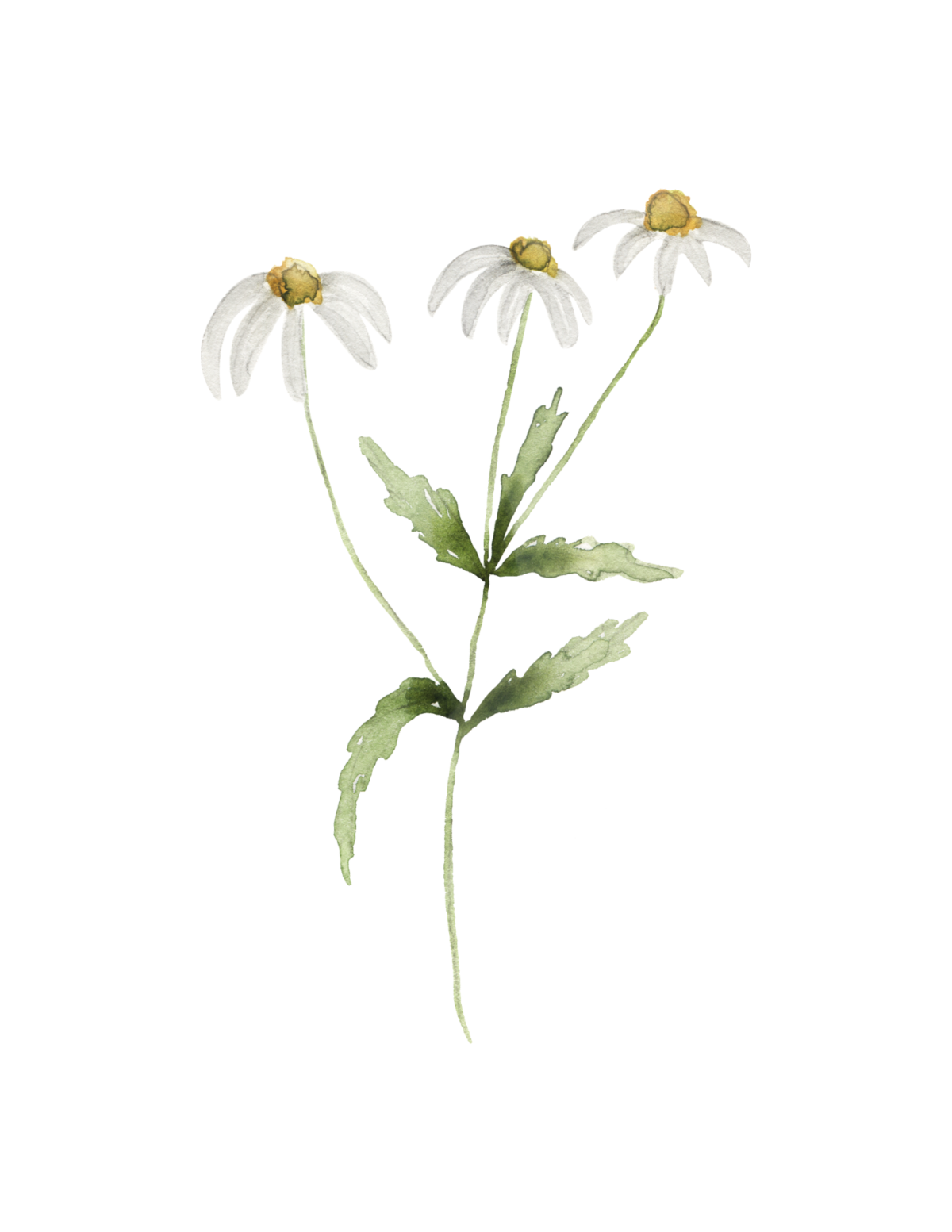 3 chamomile flowers on a stem printable wall art for summer.