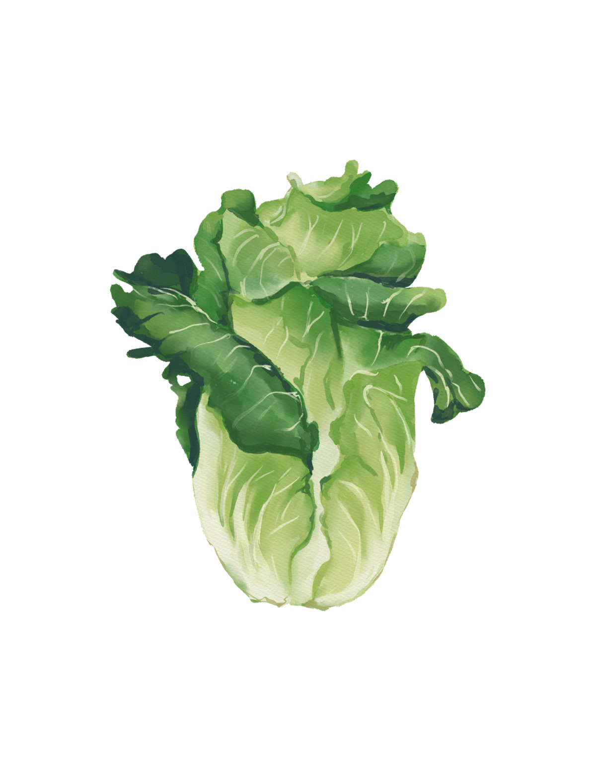 Fresh harvest lettuce print in this summer printable wall art collection.