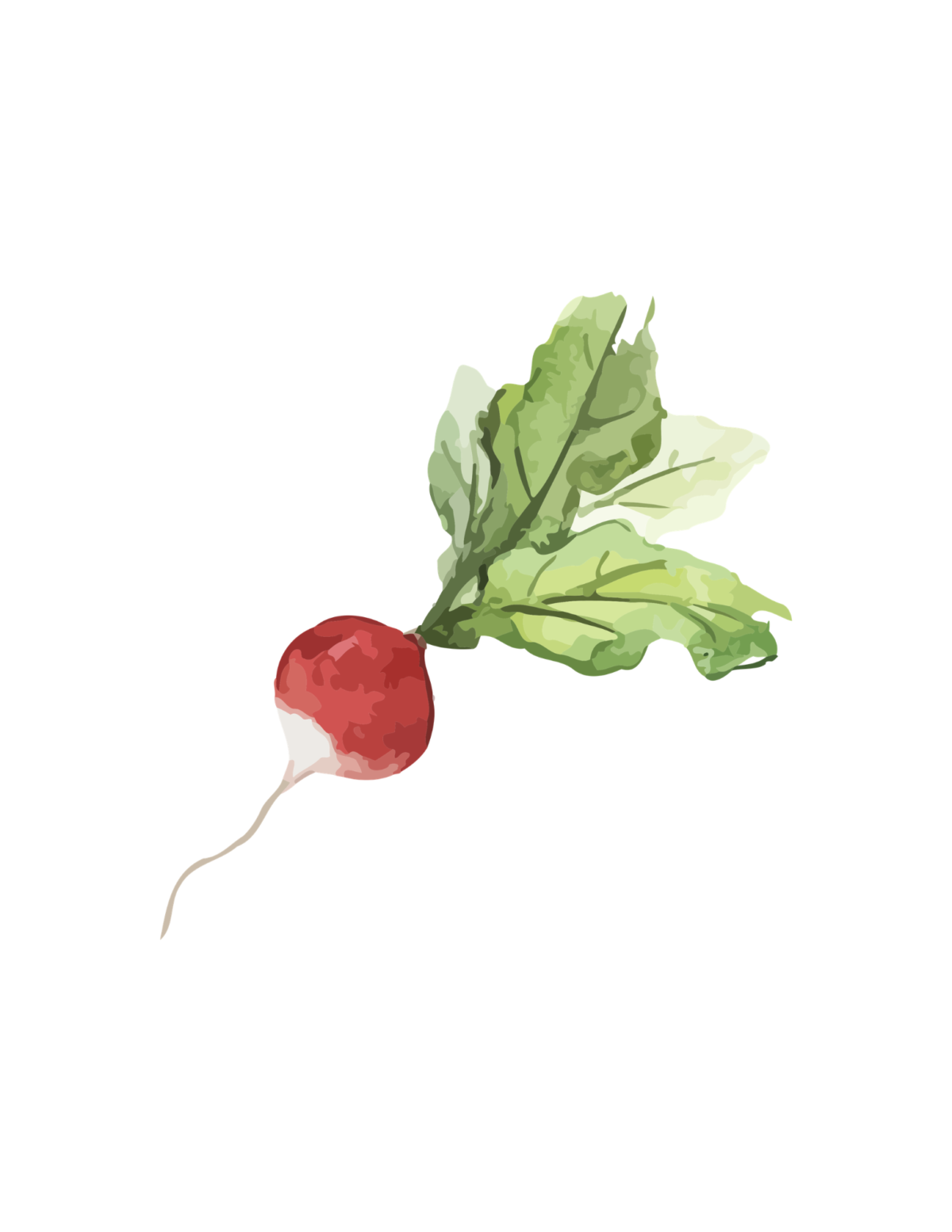Garden radish print for summer decorating in the kitchen.