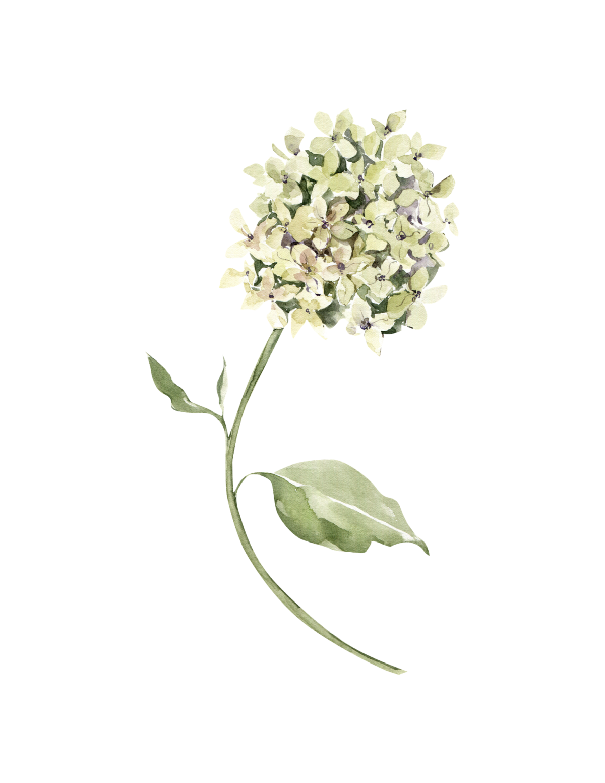 Limelight hydrangea stem from the garden wall art.