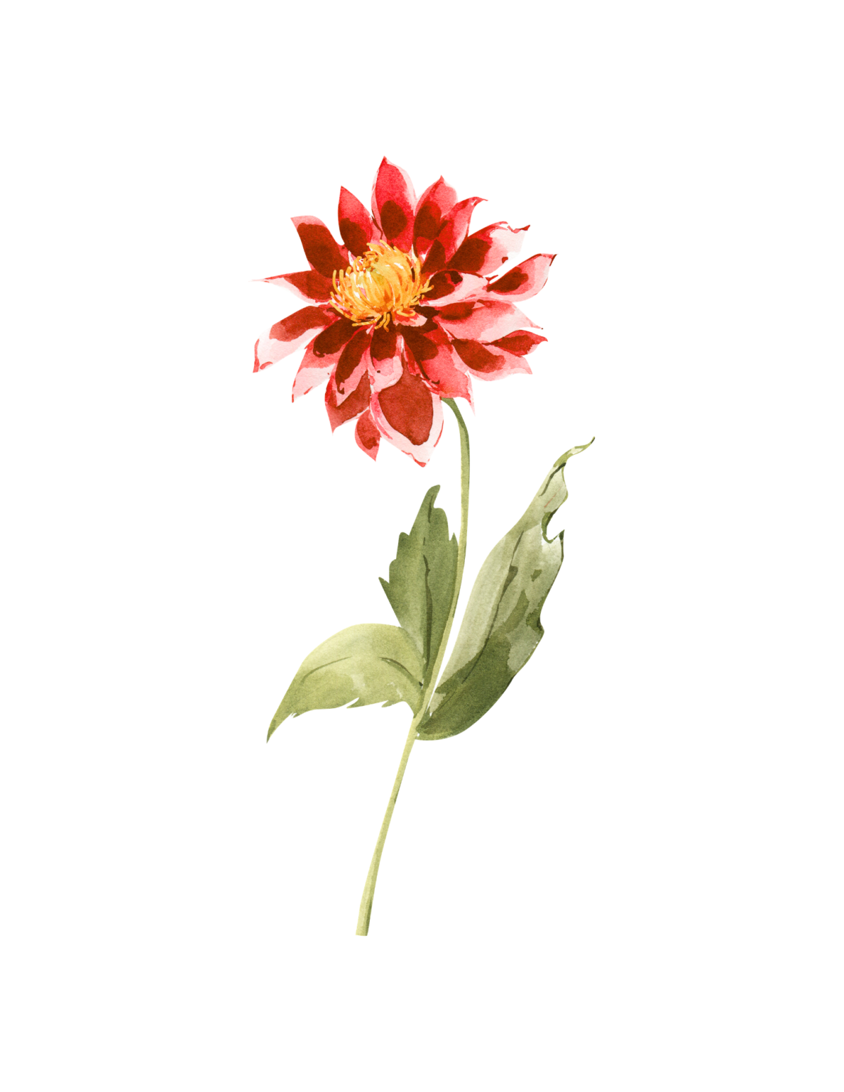 Red summer dahlia flower in our summer printable art collection.
