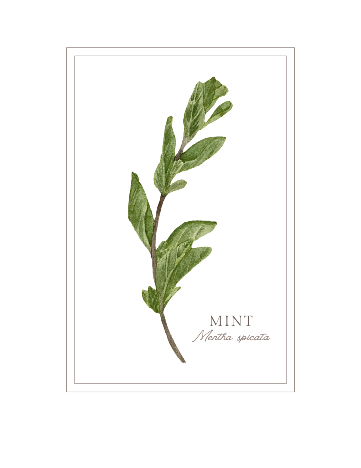 Fresh mint printable botanical art for decorating in the kitchen.