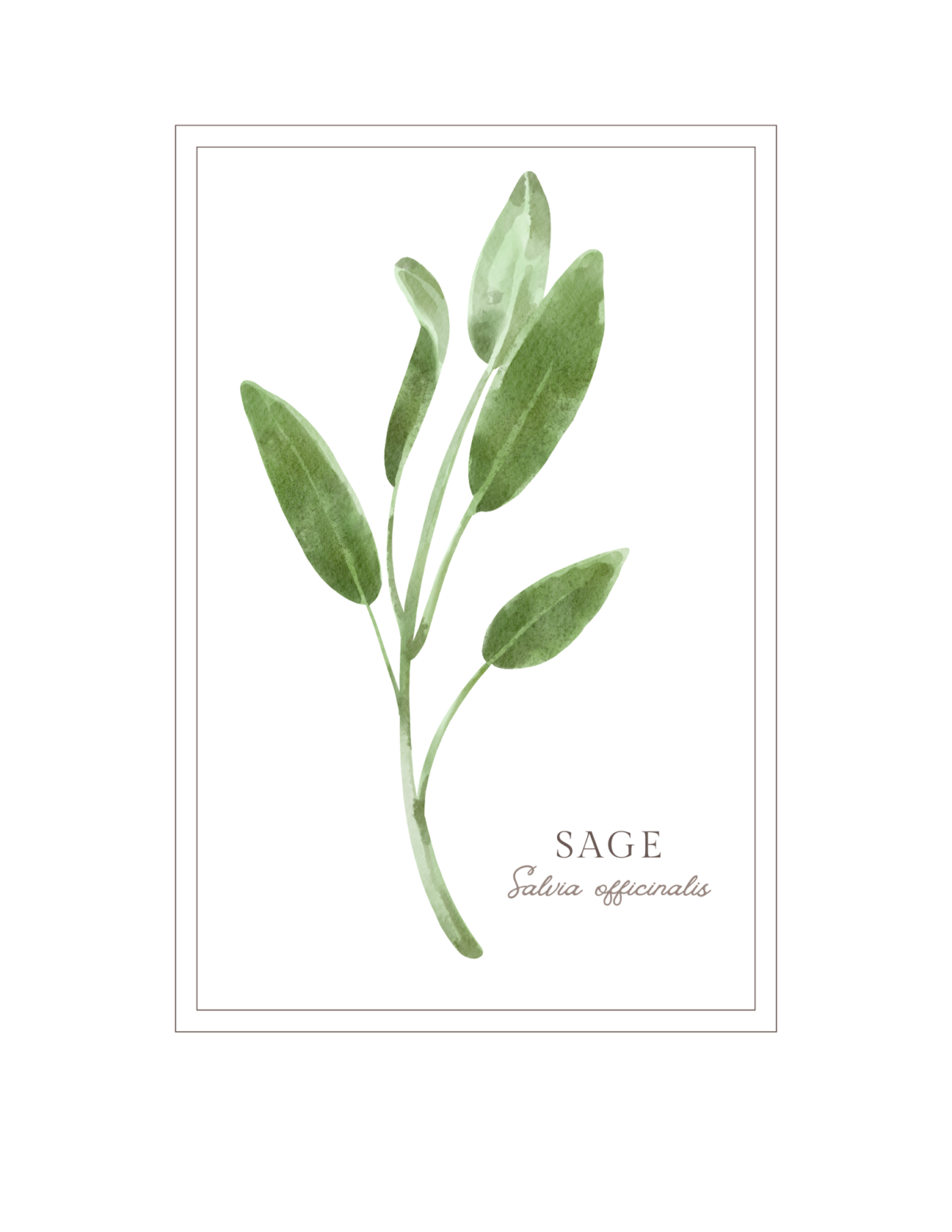 From the garden sage botanical artwork.