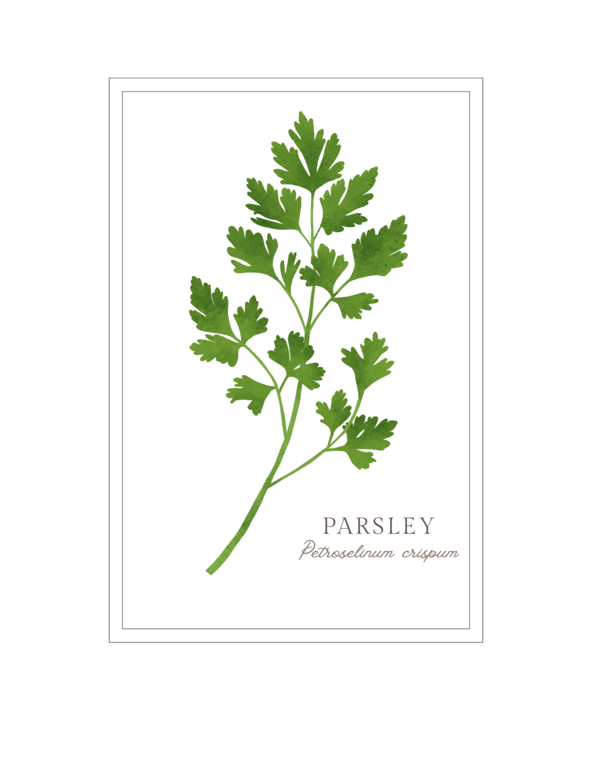 Parsley printable wall art for a cozy cottage kitchen.