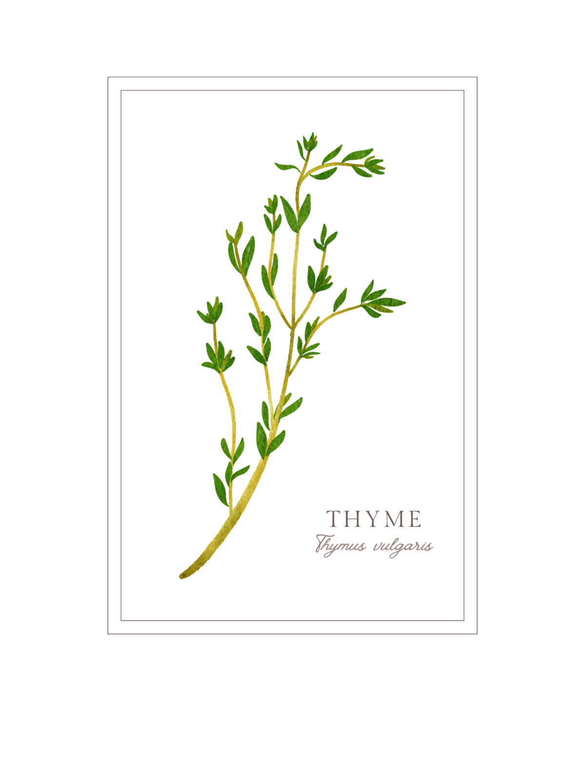Summer thyme free printable art for cozy kitchen decor.