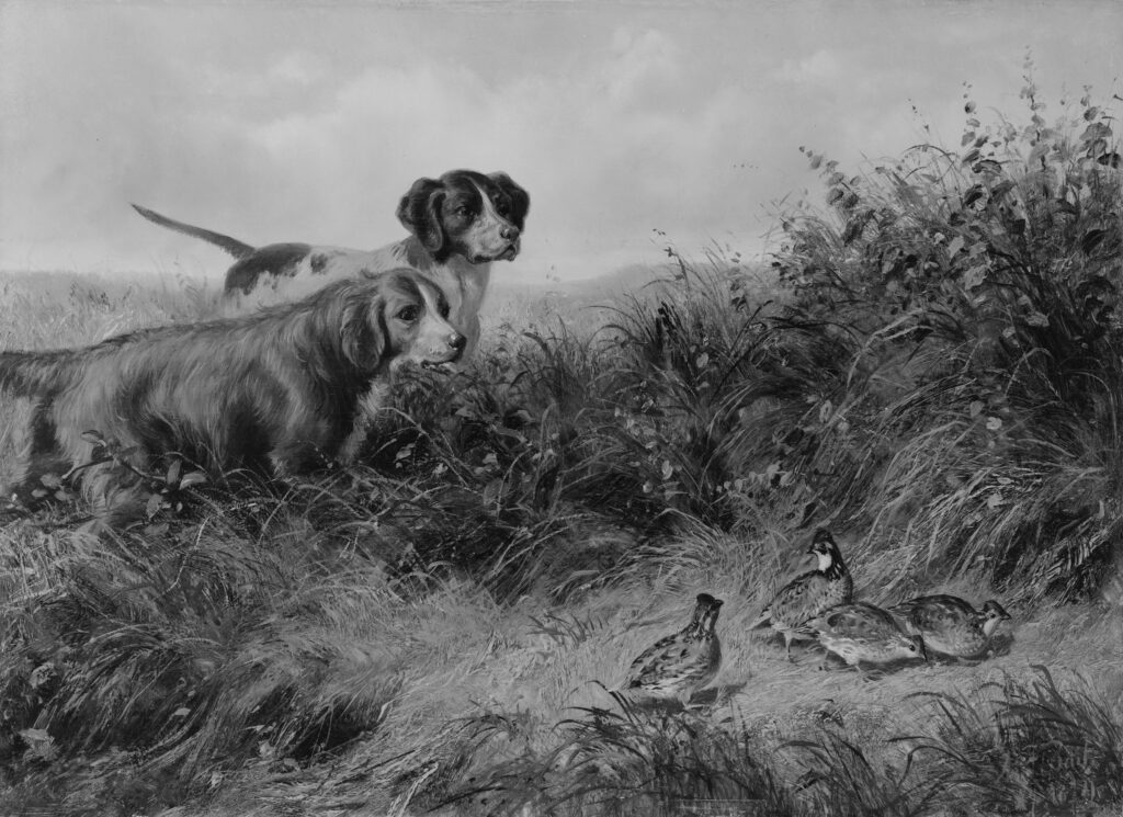 In 1874, Tait stayed all year at Long Lake in the Adirondacks where he painted a number of hunting pictures. In this work, English hunting dogs (Pointers and Gordon Setters) chase ruffled grouse. The dogs probably belonged to one of Tait's neighbors at Long Lake, perhaps a wealthy patron who commissioned the picture.