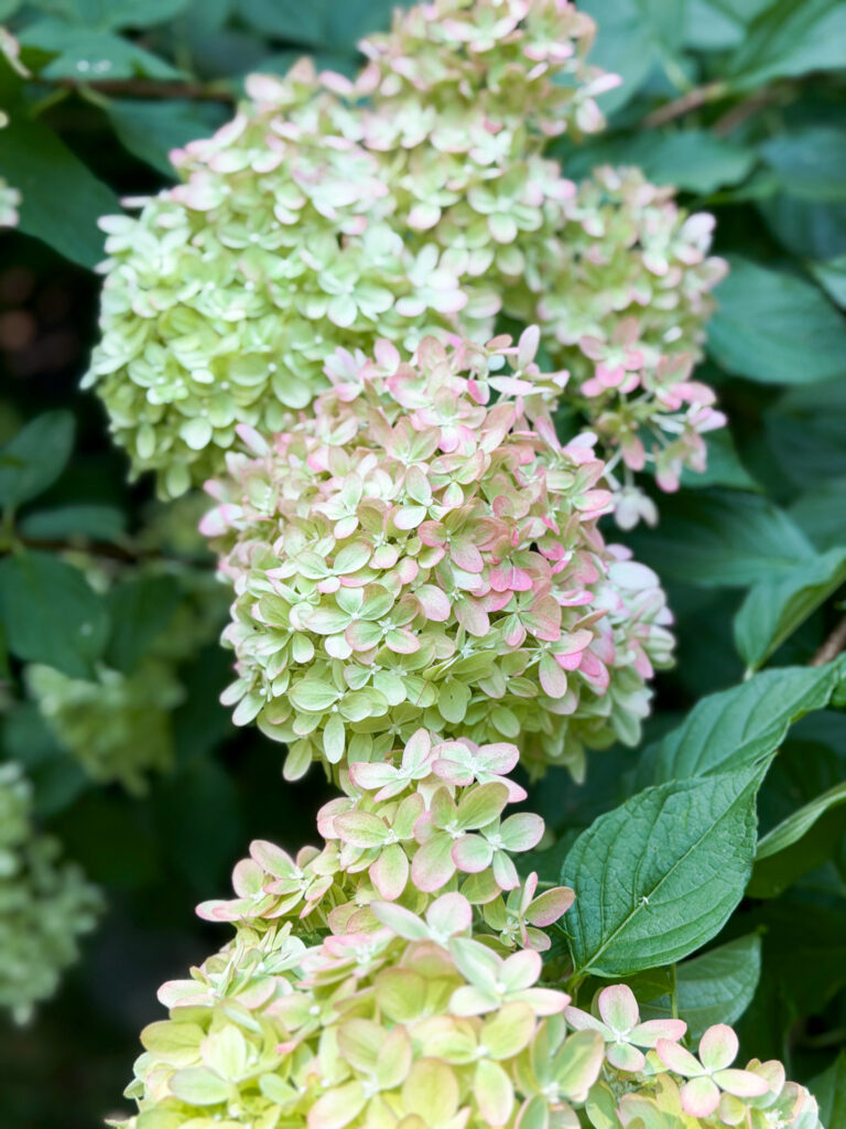Hydrangea blooms on bush in our yard that are ready to clip and bring inside for fall decorating.