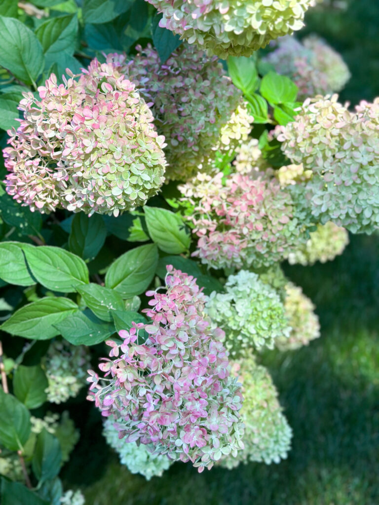 Hydrangea bush in our yard with large blooms turning pink in the fall.